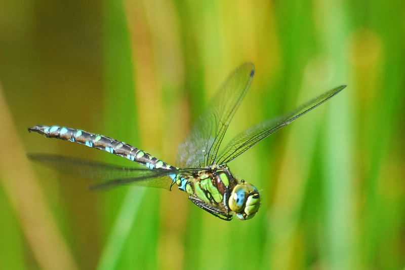 Mosaikjungfer im Flug