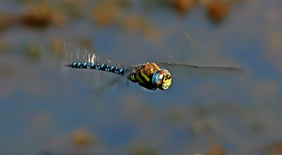 Mosaikjungfer im Flug