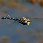 Mosaikjungfer im Flug