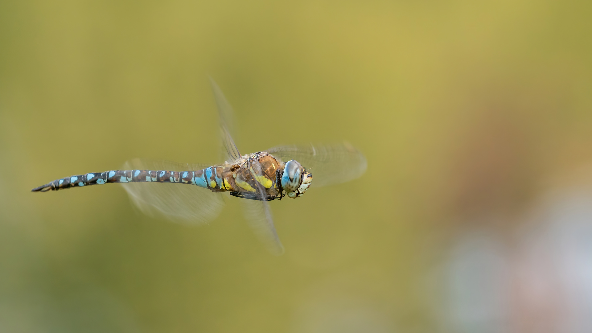 Mosaikjungfer im Flug