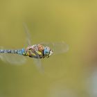 Mosaikjungfer im Flug