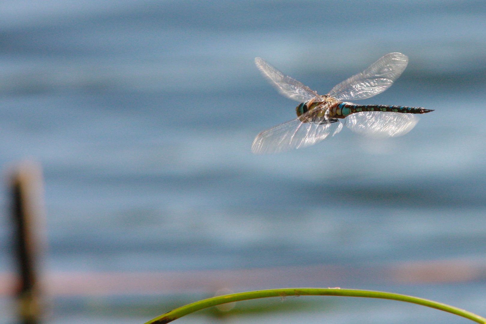 Mosaikjungfer im Flug