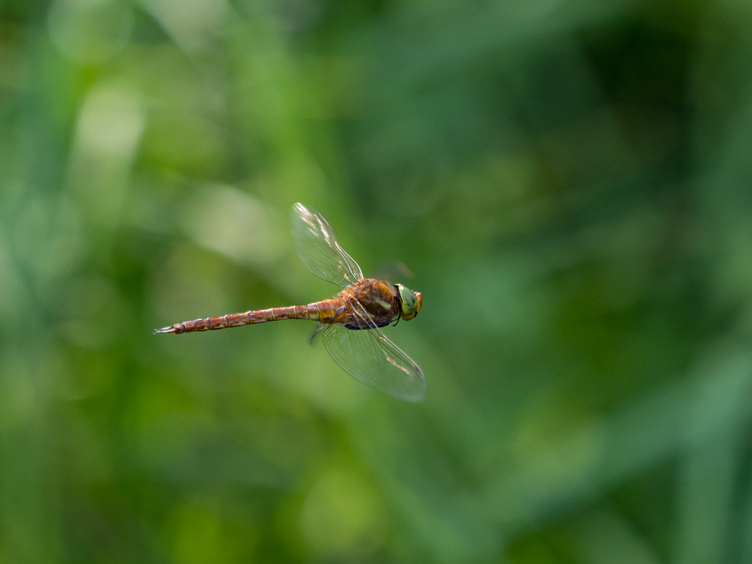 Mosaikjungfer im Flug