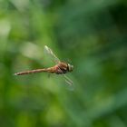 Mosaikjungfer im Flug