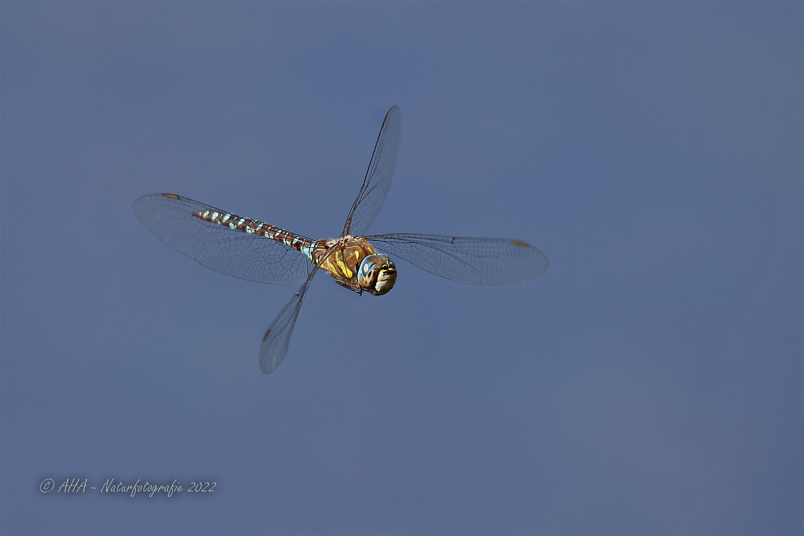 Mosaikjungfer im Flug