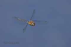 Mosaikjungfer im Flug