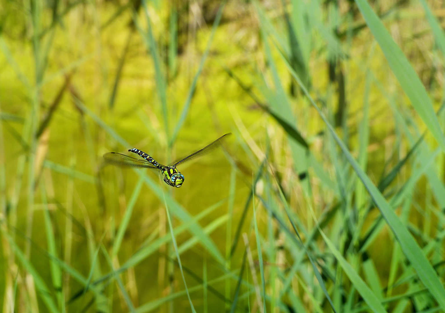 Mosaikjungfer im Flug