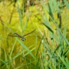 Mosaikjungfer im Flug