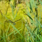 Mosaikjungfer im Flug