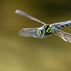 Mosaikjungfer im Flug