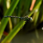 Mosaikjungfer im Flug