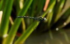 Mosaikjungfer im Flug