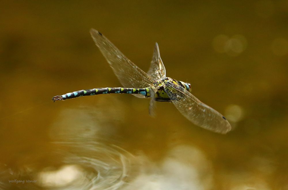 Mosaikjungfer im Flug