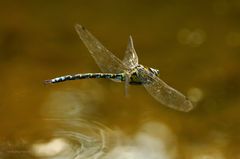 Mosaikjungfer im Flug