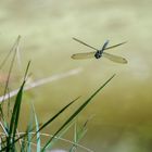 Mosaikjungfer im Flug