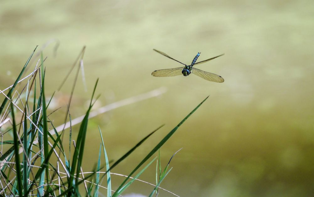 Mosaikjungfer im Flug