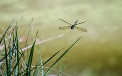 Mosaikjungfer im Flug