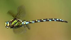 Mosaikjungfer im Flug