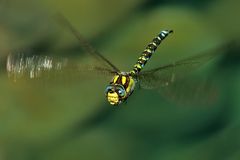 Mosaikjungfer im Flug II