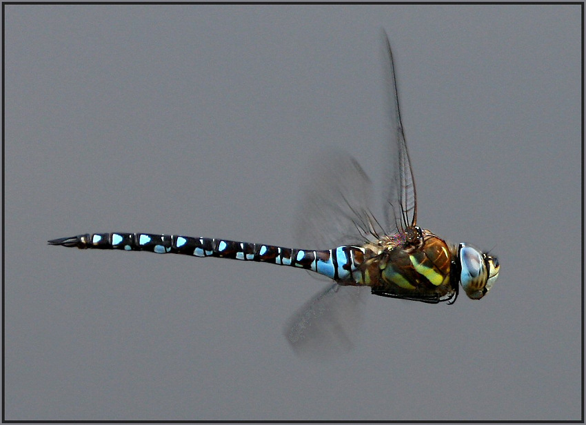 Mosaikjungfer im Flug [Reload]