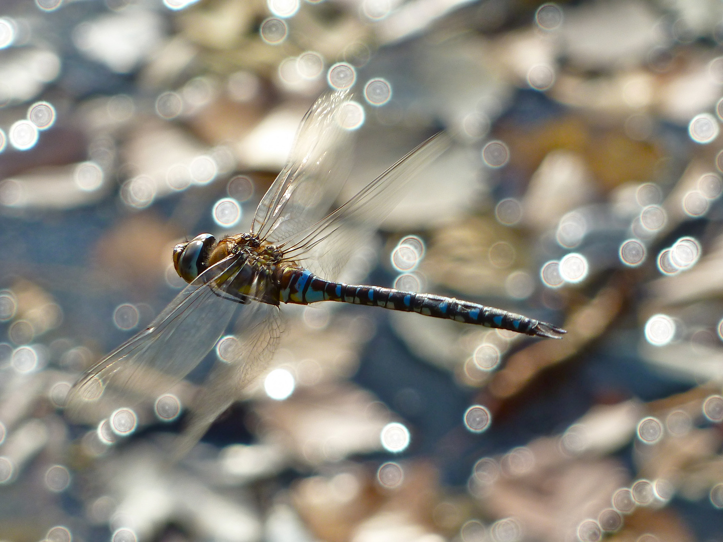 Mosaikjungfer im Flug über das Wasser