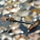 Mosaikjungfer im Flug über das Wasser