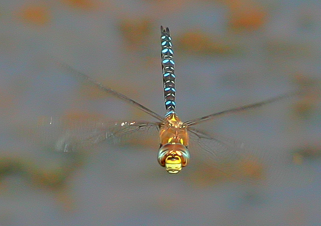 Mosaikjungfer im Flug von vorn