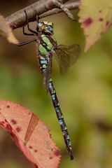 mosaikjungfer im herbst