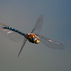 Mosaikjungfer im Rüttelflug