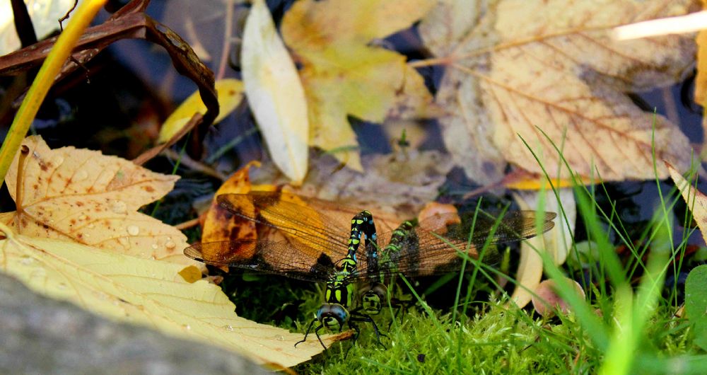 Mosaikjungfer in Love