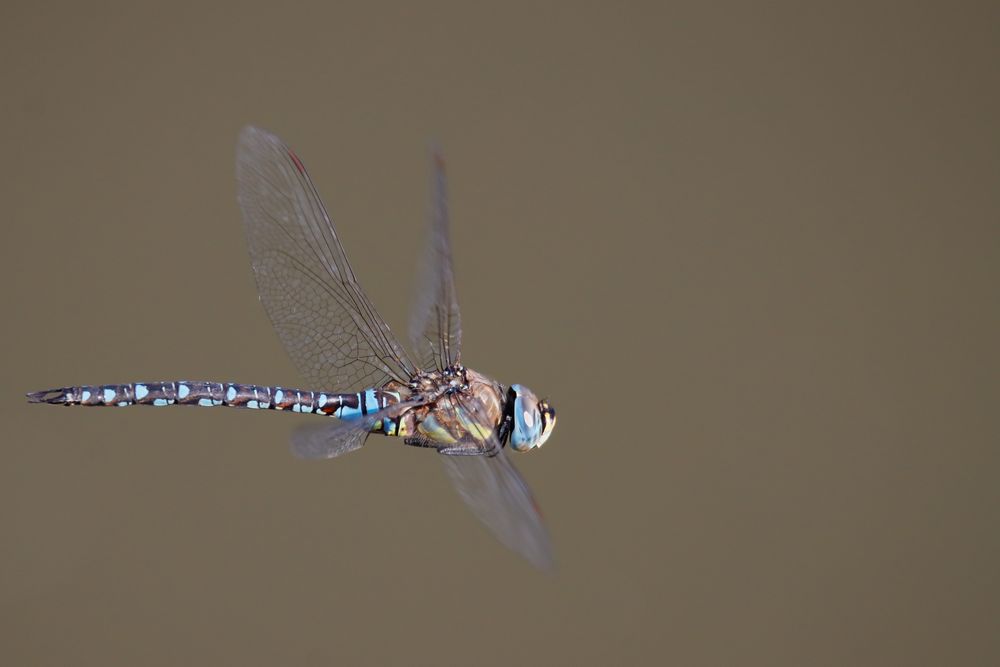 Mosaikjungfer Libelle-0907