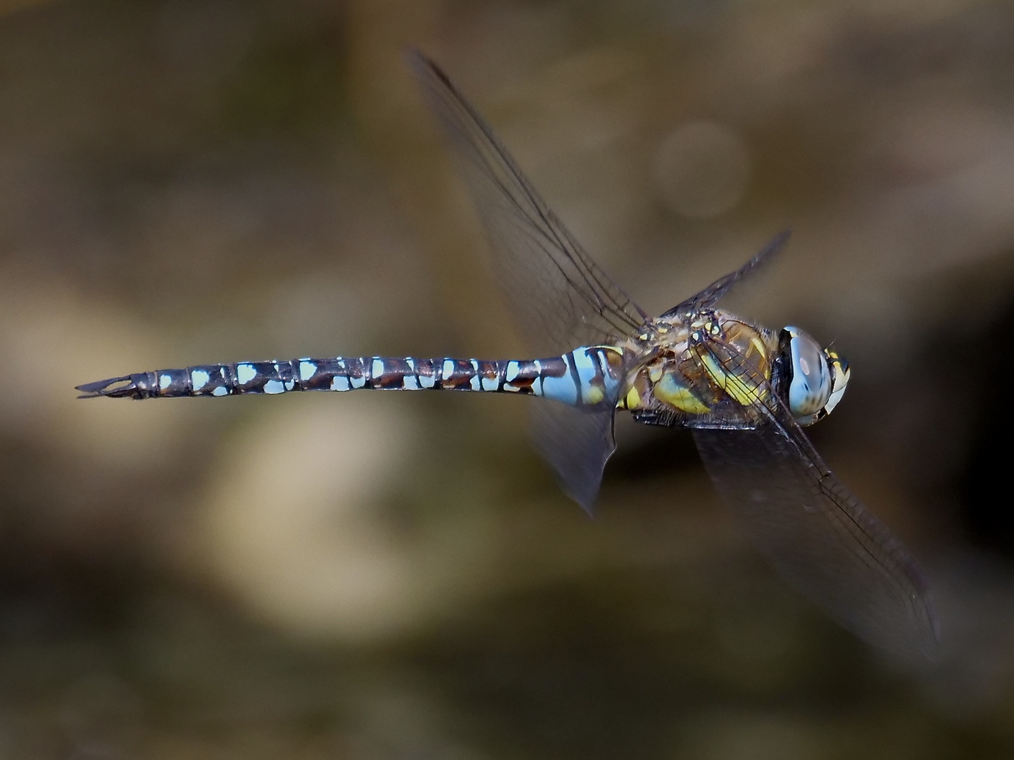 Mosaikjungfer Libelle im Flug