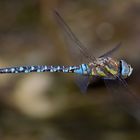 Mosaikjungfer Libelle im Flug