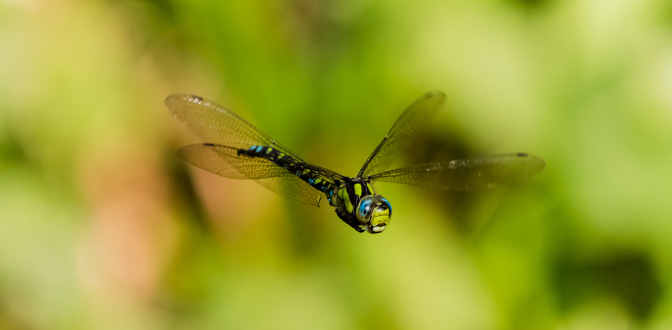 Mosaikjungfer (Libelle)  im Flug