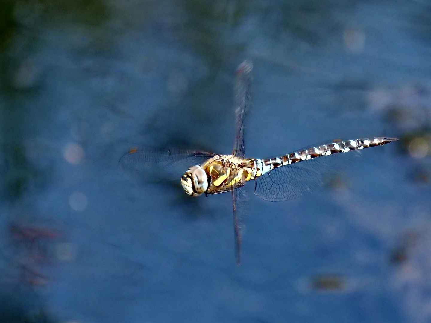 Mosaikjungfer Libelle im Flug