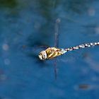 Mosaikjungfer Libelle im Flug