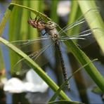 Mosaikjungfer vor dem ersten Flug