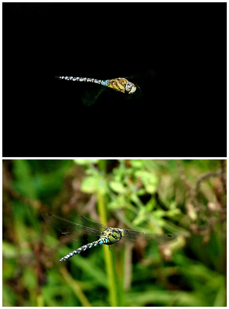 Mosaikjungfern  im Flug.