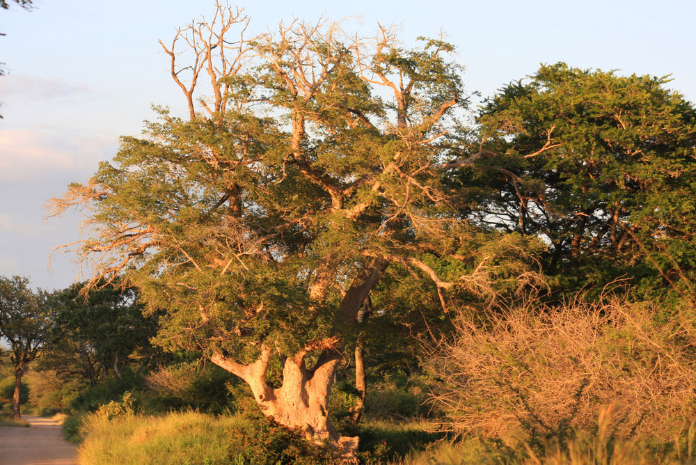 Mosaiklandschaft in Südafrika