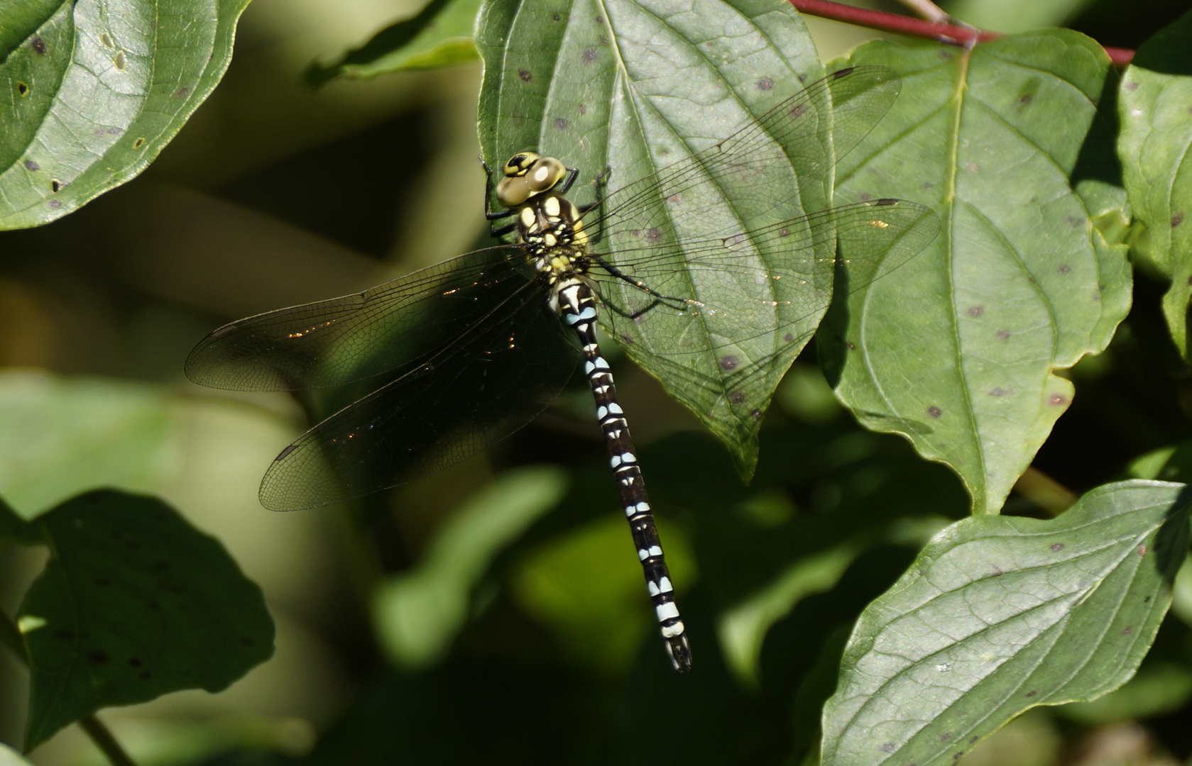 Mosaiklibelle