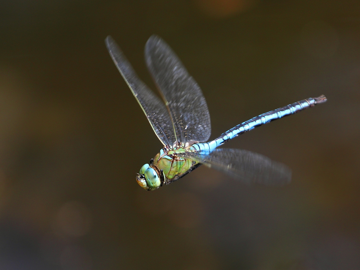 Mosaiklibelle im Flug