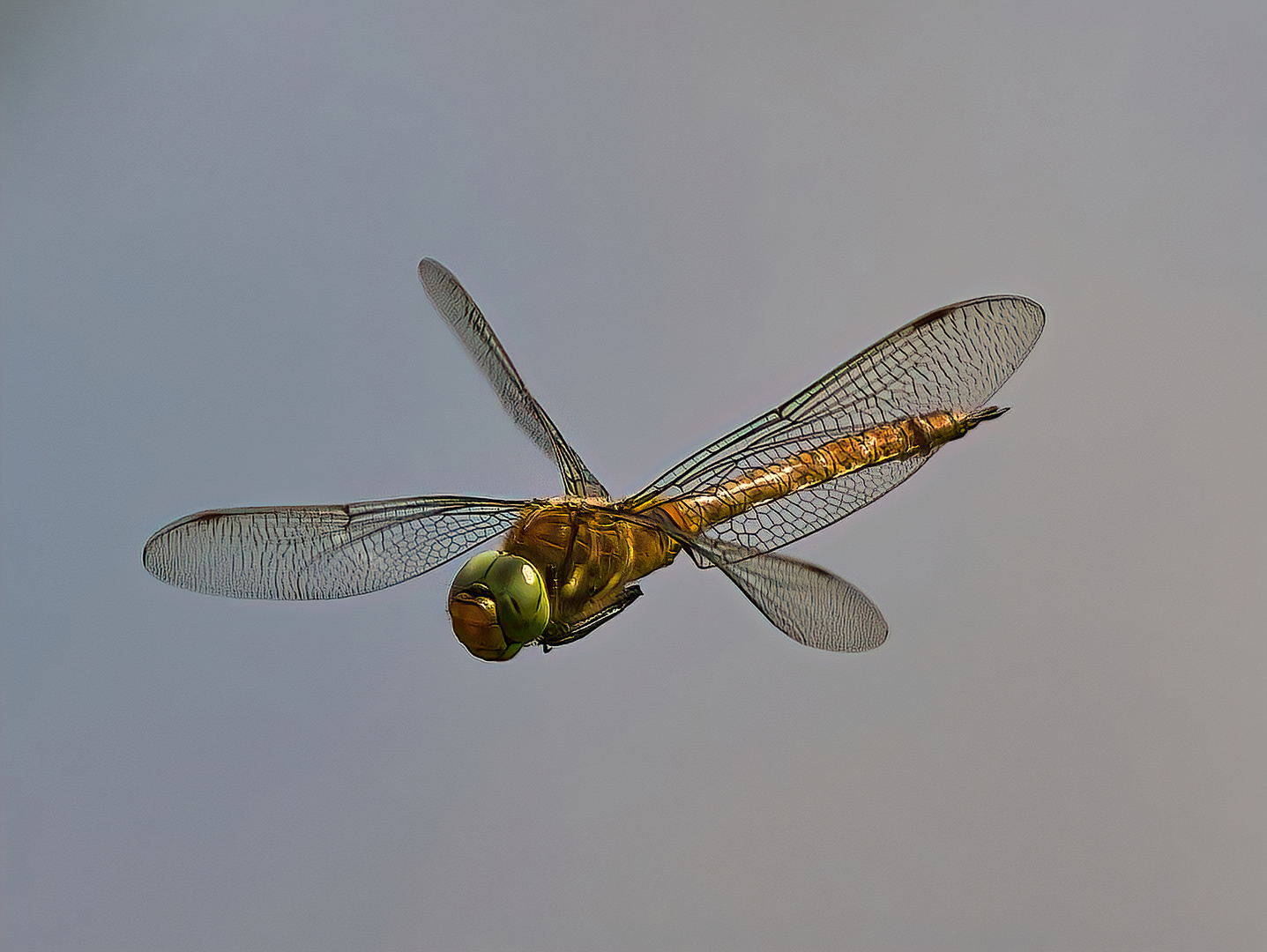 Mosaiklibelle im Flug