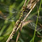 Mosaiklibelle in der Herbstsonne