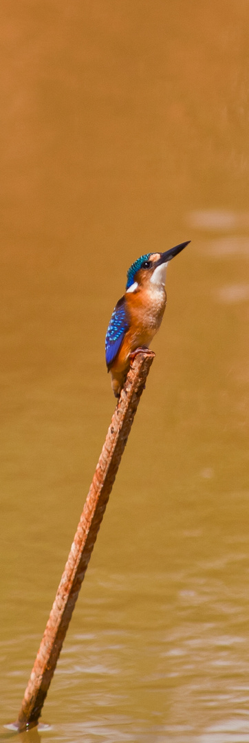 Mosambik Baustellen Eisvogel