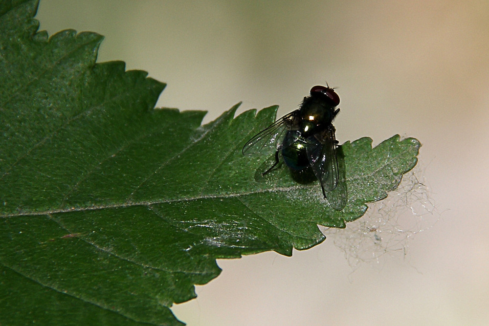 Mosca 5/2009