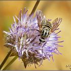 Mosca abeja (Parageron incisus)