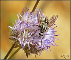 Mosca abeja (Parageron incisus)