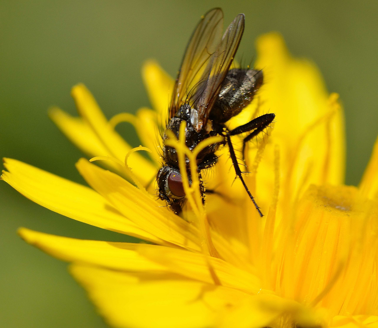 mosca alpina