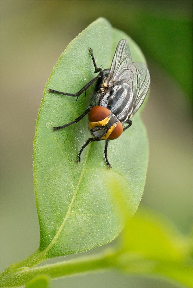Mosca (Apilado) Imagen & Foto macrofotografía, naturaleza Fotos de Mosca (Apilado) Imagen & Foto macrofotografía, naturaleza Fotos de