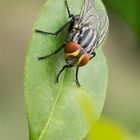 Mosca (Apilado)